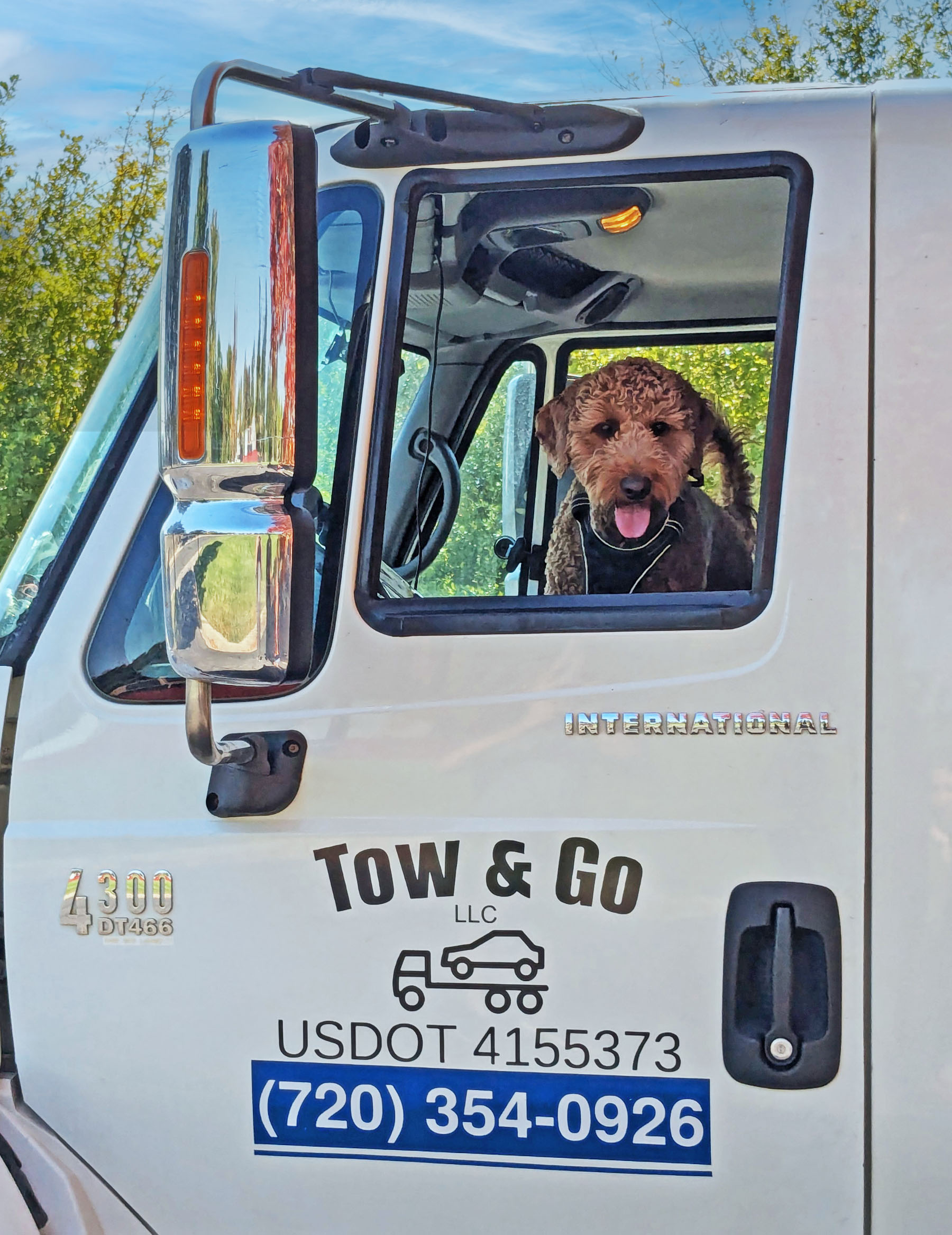 Dog sitting inside the cabin of the tow truck, we are dog friendly
